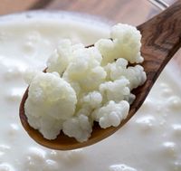 Kefir | Milchkefir | Kefirknollen München - Schwanthalerhöhe Vorschau