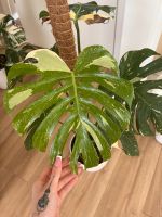 Monstera Thai Collection Pankow - Karow Vorschau