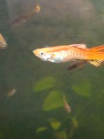 Ausgewachsene Guppy s abzugeben. Nordrhein-Westfalen - Mönchengladbach Vorschau