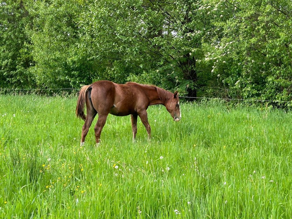 Quarter Horse Stute, Reining in Haselünne