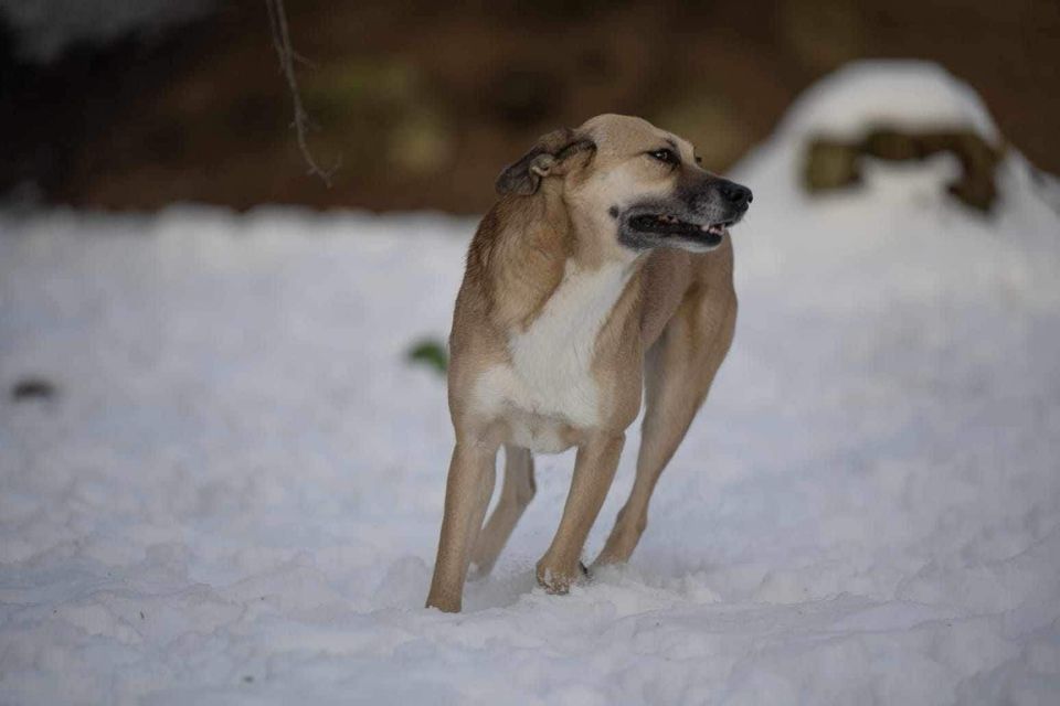 Sanfte BONNY ❤️ aus dem Tierschutz sucht ihre Menschen in Weimar