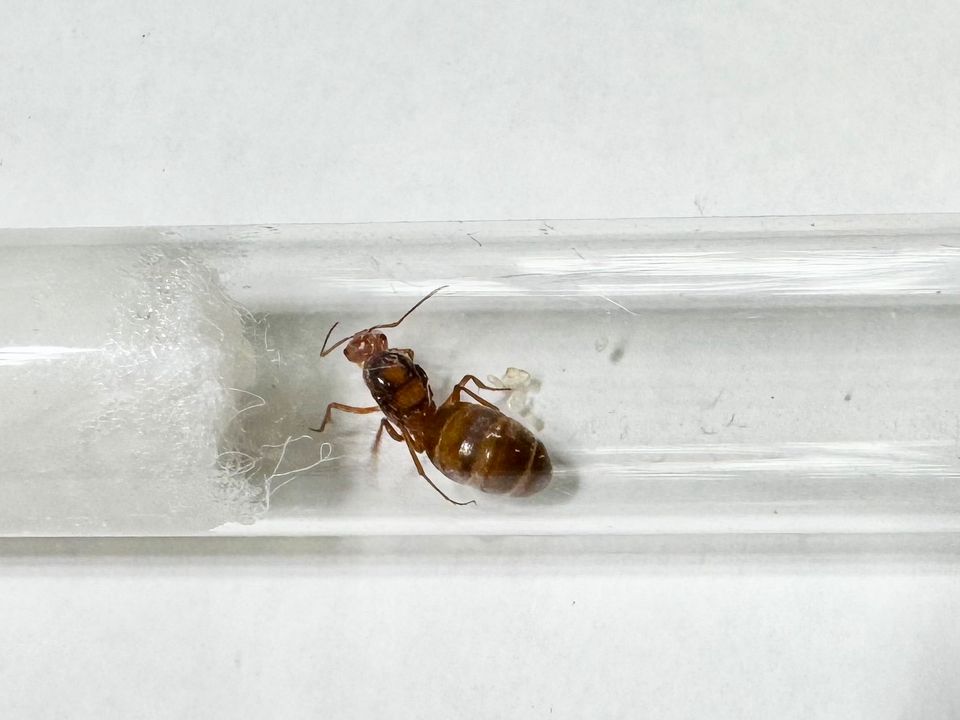 Myrmecocystus kennedyi honeypot Ameise Ameisekolonie in Berlin