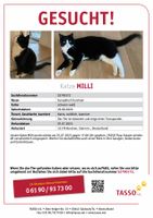 Katze Milli in Dörenhagen vermisst! Hoher Finderlohn! Nordrhein-Westfalen - Borchen Vorschau