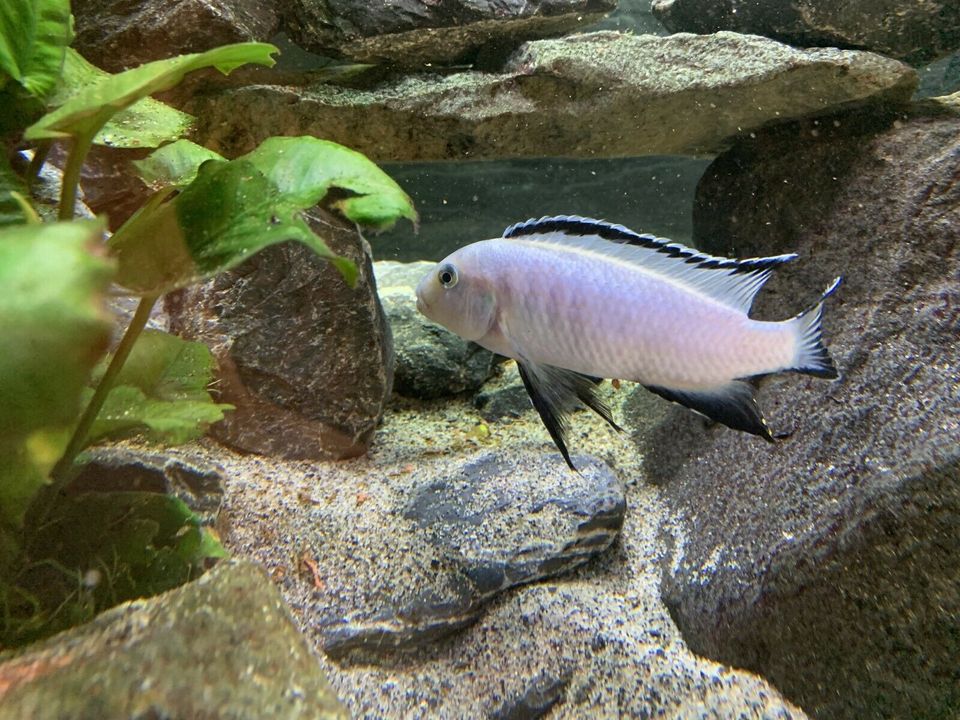 Neu! Jungfische vom Eisblauen Maulbrüter! Pseudotropheus socolofi in Vechta