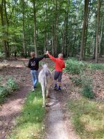 Geführte Eselwanderungen, Eselspaziergang, Auszeit mit Eseln,Esel Ludwigslust - Landkreis - Warsow Vorschau