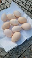 Eier - keine Bruteier - von Gá H'Móng Hühnern Nordrhein-Westfalen - Willebadessen Vorschau