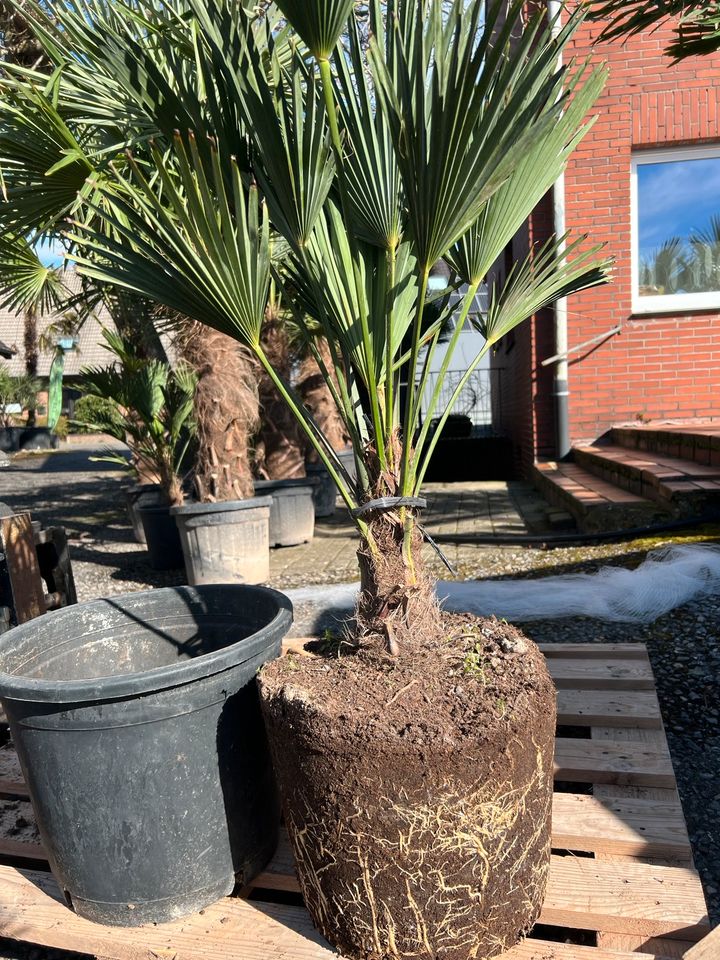 Trachycarpus fortunei, Hanfpalme in Brüggen