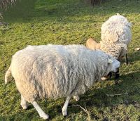 Schafscherer gesucht Hansestadt Demmin - Neukalen Vorschau