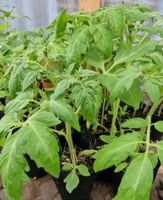 12 verschiedene Tomaten  Pflanzen Niedersachsen - Bruchhausen-Vilsen Vorschau