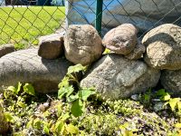 Große Auswahl an Steinen, Findlingen Berlin - Lichtenberg Vorschau