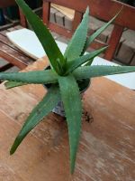 Aloe Vera ca 3Jahre alt Nordrhein-Westfalen - Kalletal Vorschau