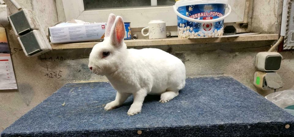 Zwergrex Kaninchen Zwerg Kaninchen Hase weiß Blauauge RHD geimpft in Meppen