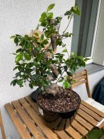 Ficus microcarpa ginseng mit Topf Friedrichshain-Kreuzberg - Friedrichshain Vorschau