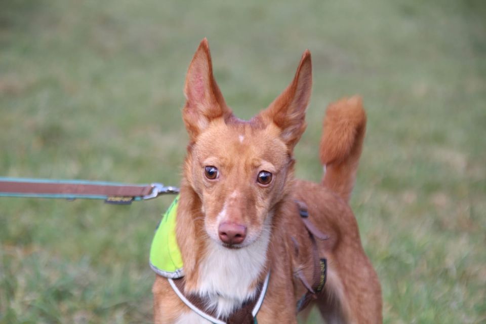 Stanley süßer Podenco in Neunkirchen