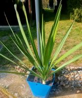 Winterharte stammbildende Yucca für den Garten oder Kübel Mecklenburg-Vorpommern - Carpin Vorschau