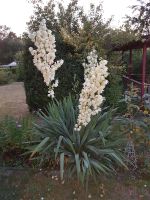 Fädige Palmlilie Pflanze Ableger Jungpflanze Garten Yucca Baden-Württemberg - Karlsruhe Vorschau