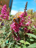 Schmetterlingsflieder, Buddleja Buzz Niedersachsen - Großefehn Vorschau