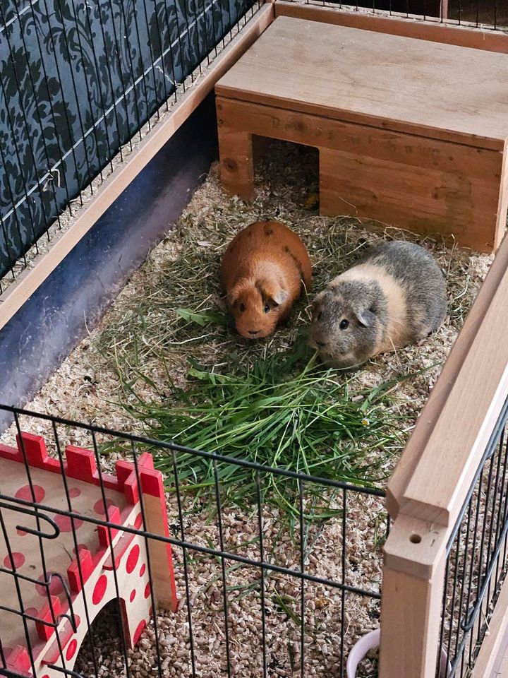 Meerschweinchen Urlaubsbetreuung in Hiltrup