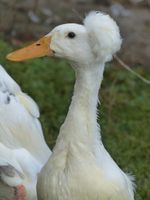 Laufenten mit Haube - Laufenteneier - nochmal  Eier verfügbar Osterburg - Gladigau Vorschau