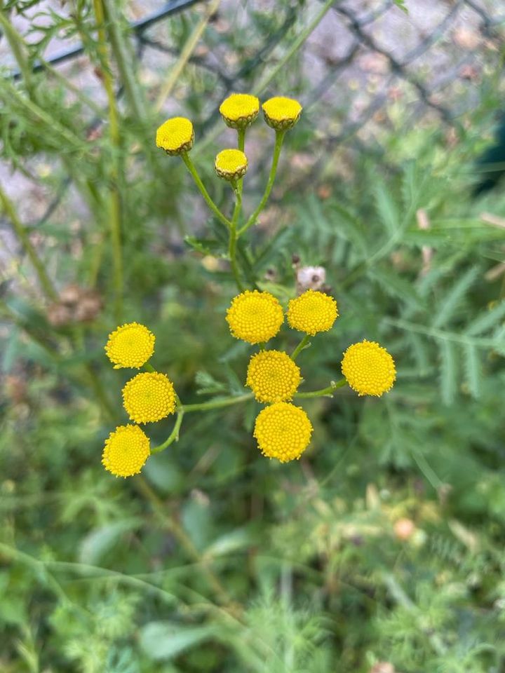 30 Samen Rainfarn, Wildblume, Insekten, Bienen in Baldham