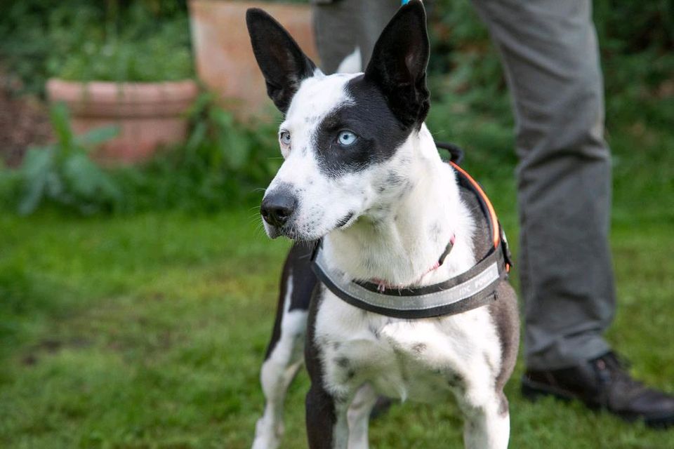 NEVE Husky Hündin Tierschutz Hund in Buchholz (Aller)