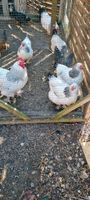 hallo ich suche weiße   sussex  Hühner abzugeben Rheinland-Pfalz - Sprendlingen Vorschau