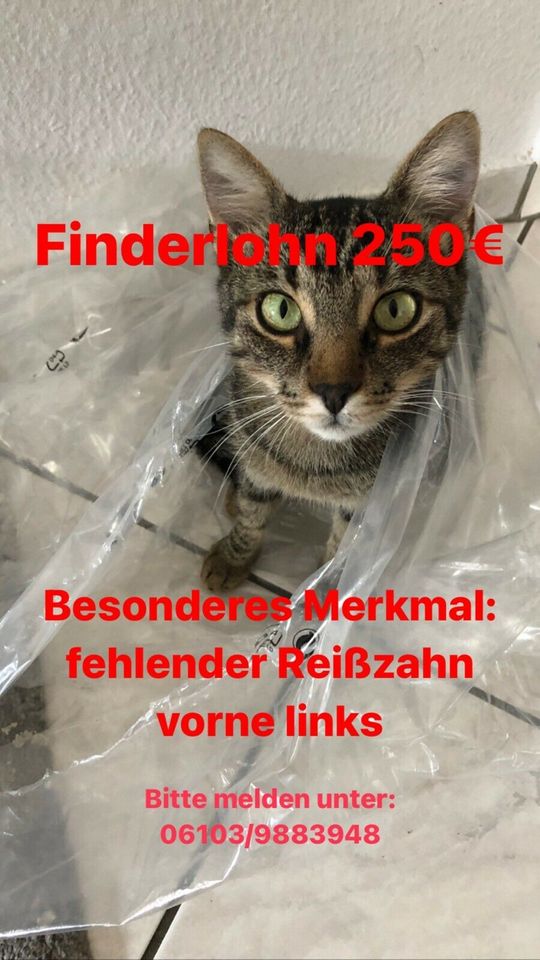 Kater Luci 500€ Finderlohn! in Dreieich