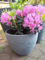Rhododendron Alpenrose Pflanze Dekorative Vase Garten Balkon Terr Essen - Essen-Ruhrhalbinsel Vorschau