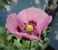 Schlafmohn 'Zeno Morphex' - Samen (Papaver somniferum) Hessen - Biedenkopf Vorschau