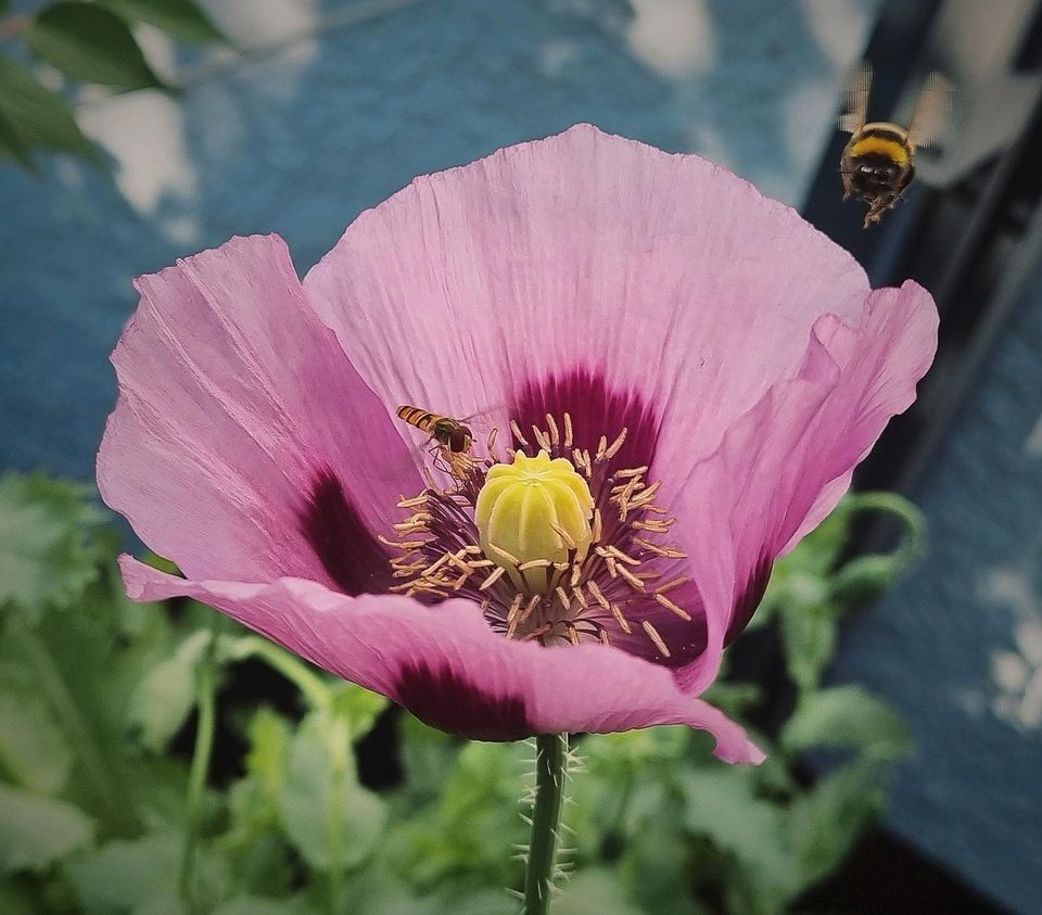 Schlafmohn 'Zeno Morphex' - Samen (Papaver somniferum) in Biedenkopf