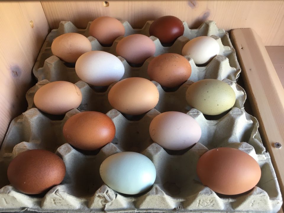 (keine)Bruteier Bunt Blumenhuhn Orloff Marans Orpington Aurocaner in Striegistal