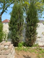 3x Raketenwacholder Wacholder Juniperus Zypresse Baum Garten Nordrhein-Westfalen - Bedburg-Hau Vorschau