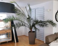 Palme Zimmerpalme Dattelpalme mit hohen Lechuza Topf 270 cm Baden-Württemberg - Erligheim Vorschau