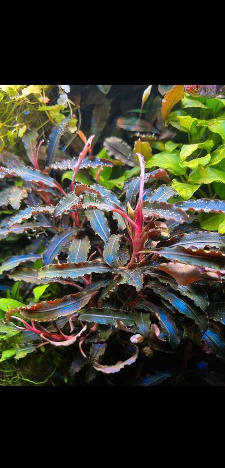 Aquariumpflanzen / Ableger von Bucephalandra und Anubias in Eicklingen