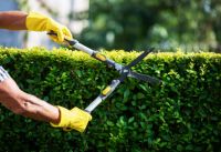 Hecken Strauch Baumschnitt - Garten Pflege Service Entsorgungen Nordrhein-Westfalen - Ahlen Vorschau