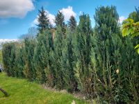 Hecke Thuja zu Verschenken Niedersachsen - Bückeburg Vorschau