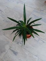Yucca Palme 70cm mit Topf und Untersetzer Thüringen - Mellingen Vorschau