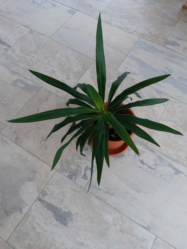 Yucca Palme 70cm mit Topf und Untersetzer in Mellingen