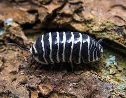 Asseln isopod armadillidium maculatum zebra in Karlsruhe