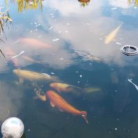 Fische - Koi Brandenburg - Werder (Havel) Vorschau