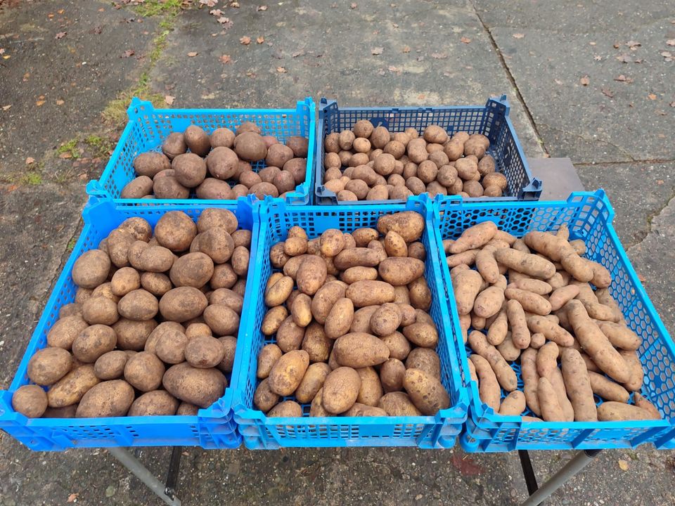 Speisekartoffeln  (Annabelle, Belana, Rosara, Gunda, Bamberger) in Warmsen