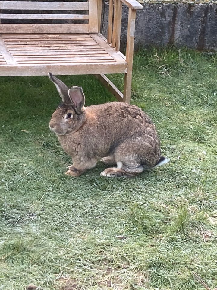 Belgische Riesen Hasen Kaninchen in Allendorf