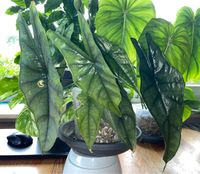 Alocasia Heterophylla Dragons Breath Babypflanzen Niedersachsen - Schiffdorf Vorschau