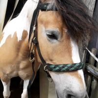 Wanderreittrense Gebisslos Bithänger VB Cob Niedersachsen - Rethemer Vorschau