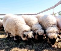 Walliser Schwarznase Schwarznasen Schwarznasenschafe Bock Widder Brandenburg - Velten Vorschau