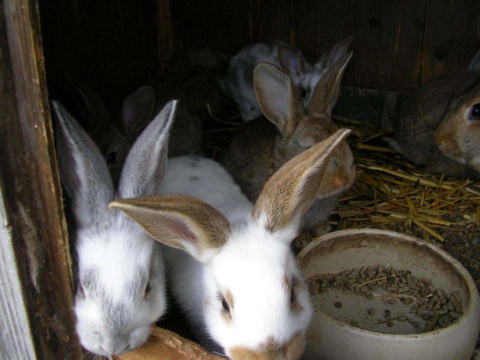 Kaninchen Riesenmix in Gyhum