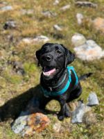 2 jährige Labrador Hündin sucht aktives zu Hause Baden-Württemberg - Leutkirch im Allgäu Vorschau