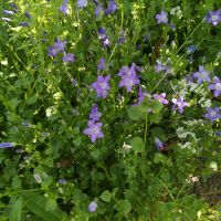 Niedrige Glockenblume in lila Sachsen-Anhalt - Naumburg (Saale) Vorschau