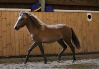 Isländer, Isi, Islandpferd, Jährling, Fuchs, Schimmel Lüneburger Heide - Neuenkirchen Vorschau