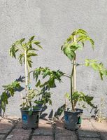Tomatenpflanzen: Idyll, sweet million, Harzfeuer Hessen - Allendorf Vorschau